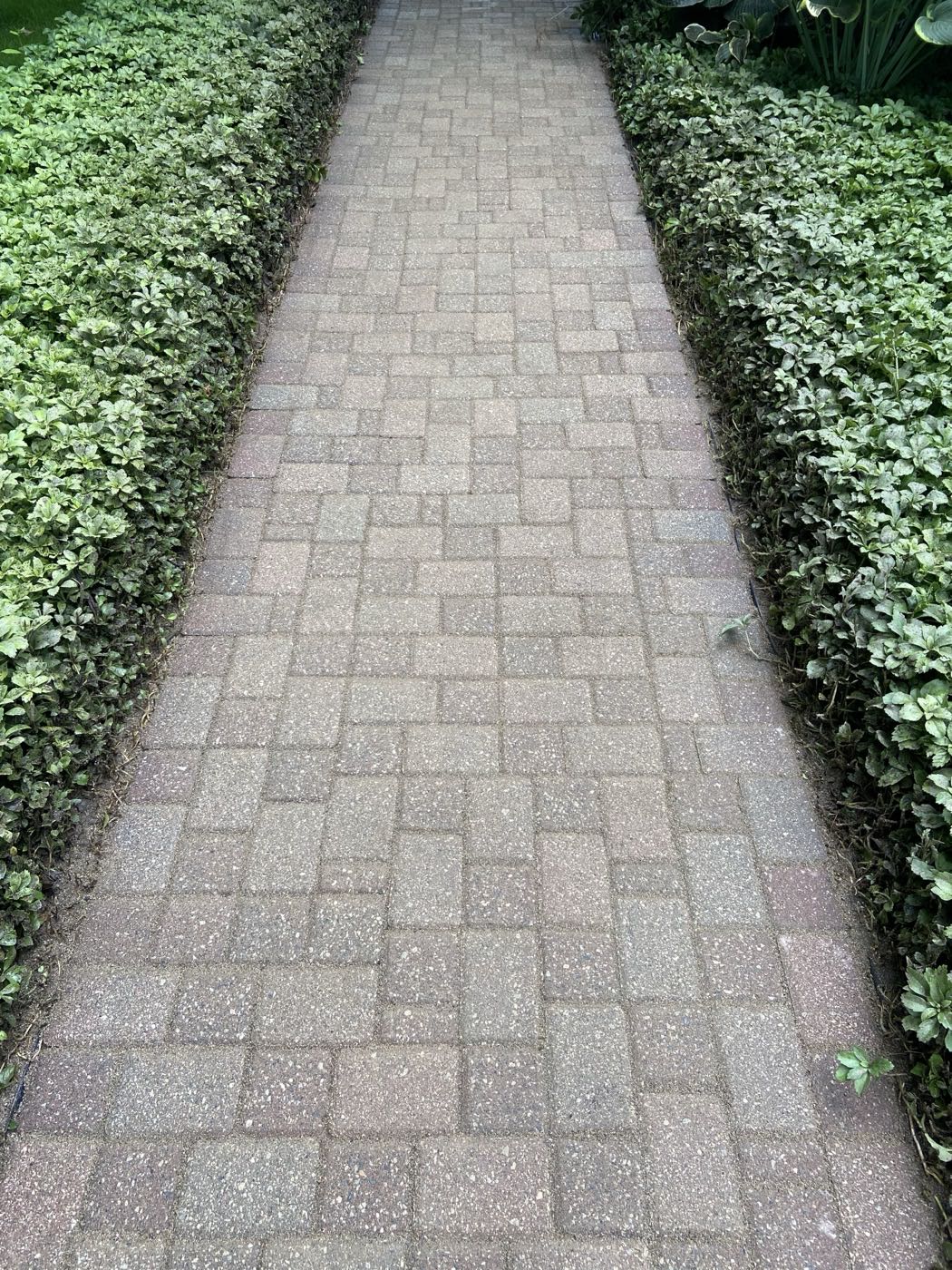 The same walkway after cleaning, moss gone and the pavers back to their original colour