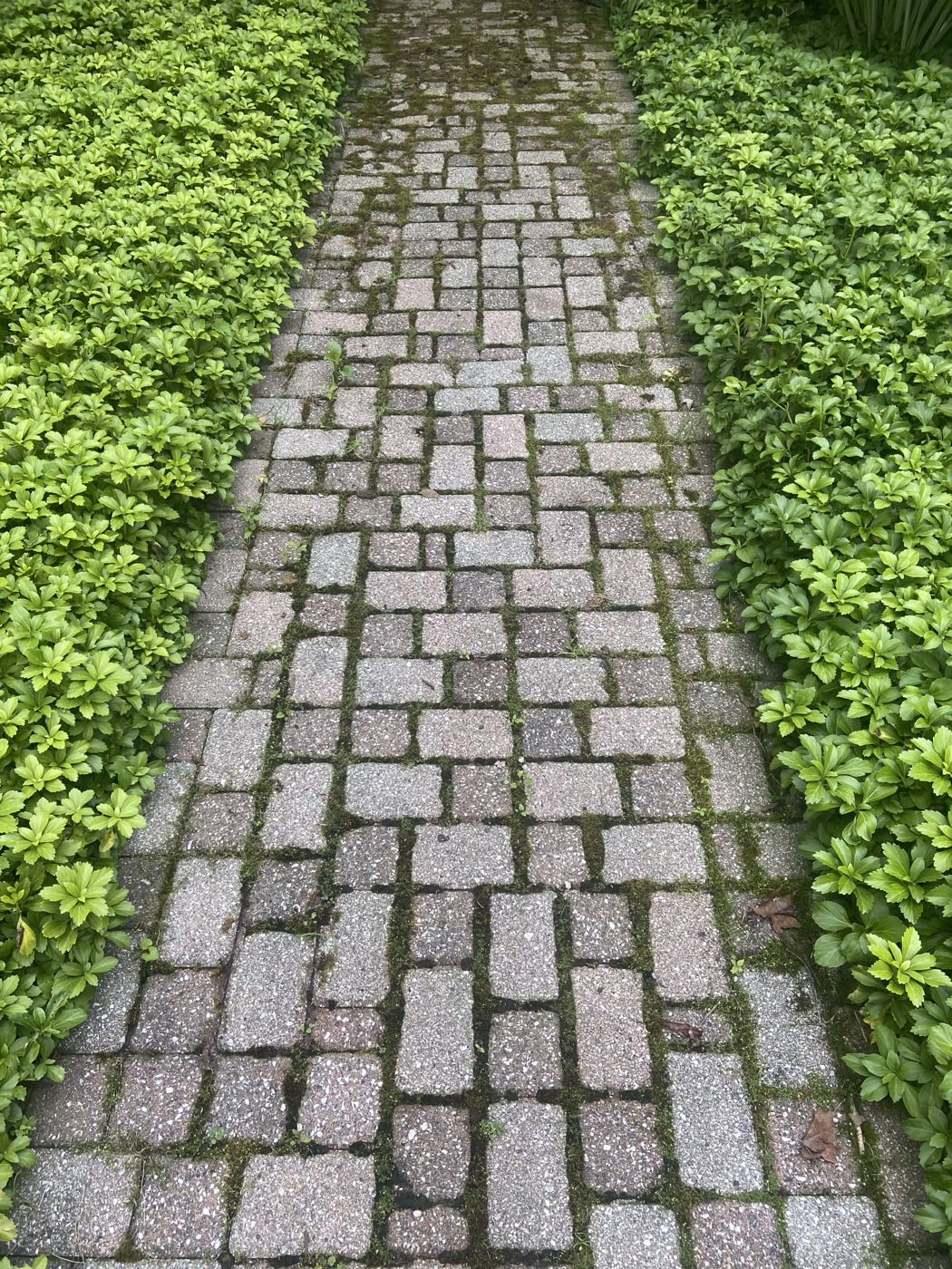 A paver walkway choked with moss in every joint, before cleaning